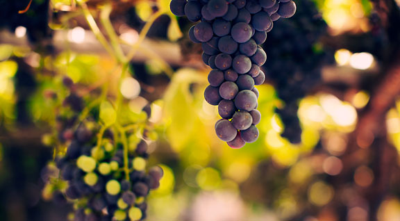 bodegas4