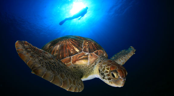 Buceo
