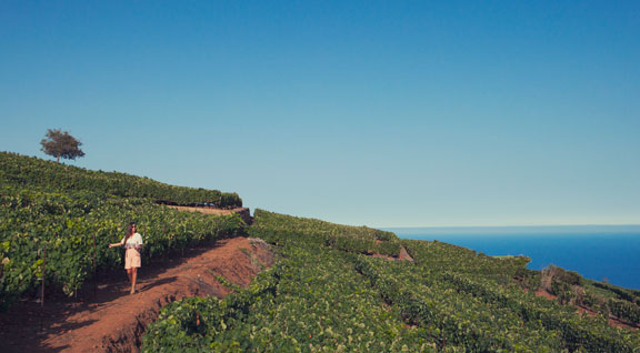 Vinos